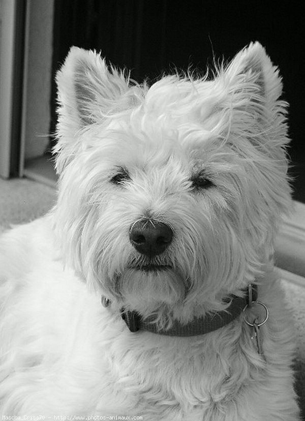 Photo de West highland white terrier