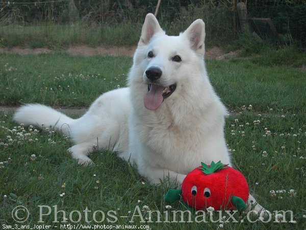 Photo de Berger blanc suisse