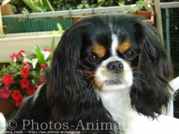 Photo de Cavalier king charles spaniel