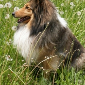 Photo de Chien de berger des shetland