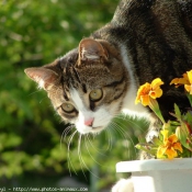 Photo de Chat domestique