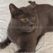 Photo de Chartreux