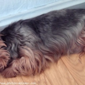 Photo de Yorkshire terrier