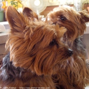 Photo de Yorkshire terrier