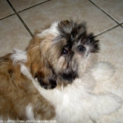 Photo de Shih tzu