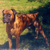 Photo de Boxer