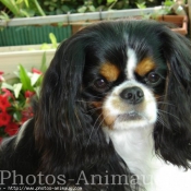 Photo de Cavalier king charles spaniel