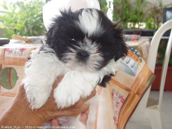 Photo de Shih tzu