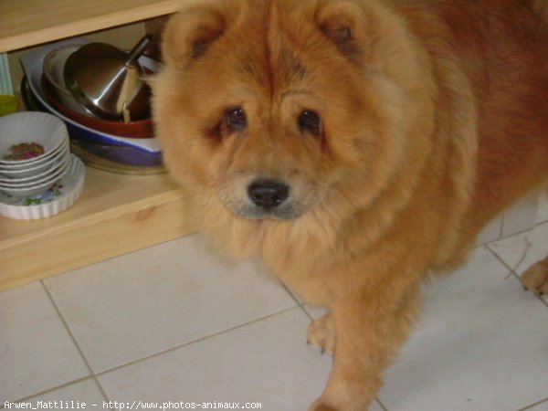 Photo de Chow chow