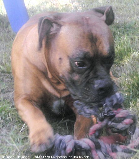 Photo de Boxer