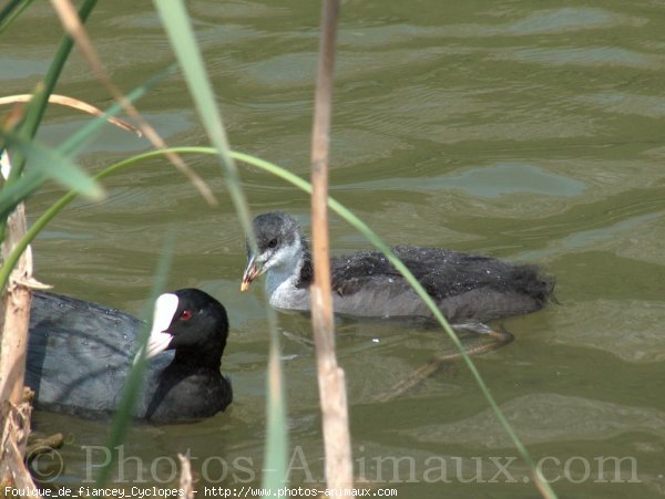 Photo de Races diffrentes