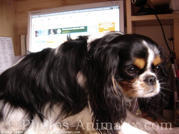 Photo de Cavalier king charles spaniel