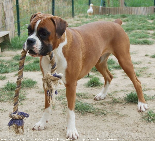 Photo de Boxer