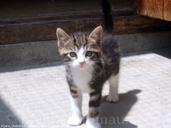 Photo de Chat domestique