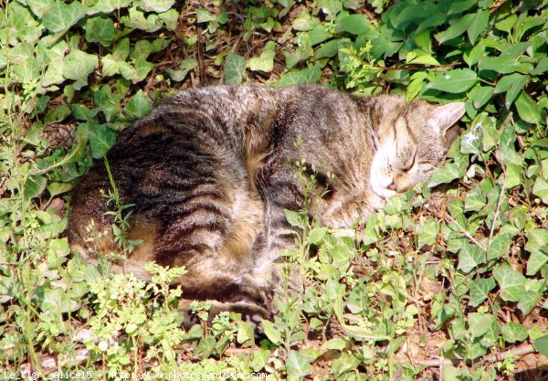 Photo de Chat domestique