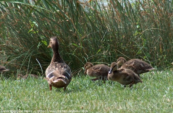 Photo de Canard