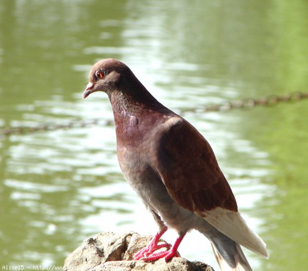 Photo de Pigeon