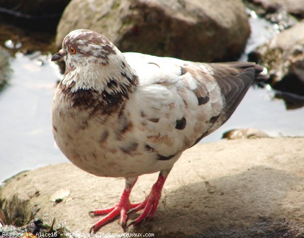 Photo de Pigeon