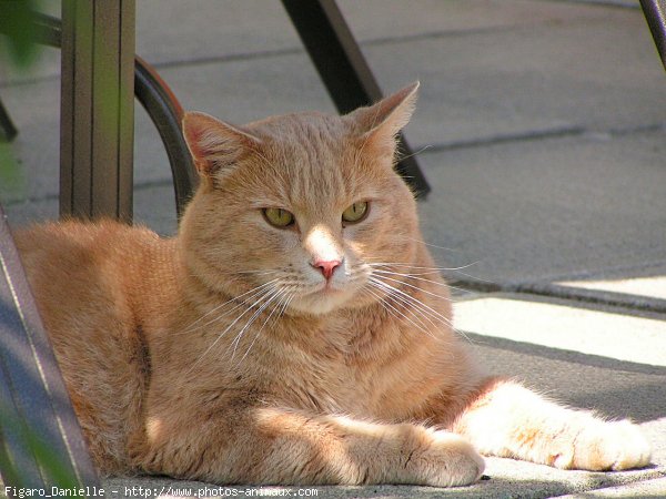 Photo de Chat domestique