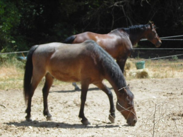 Photo de Races diffrentes