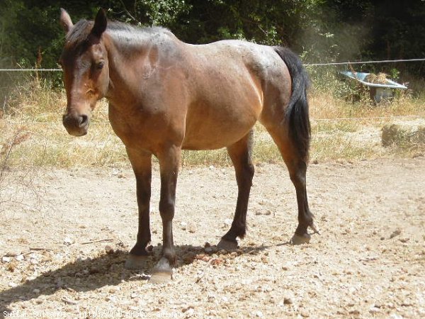 Photo de Races diffrentes