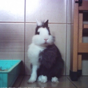 Photo de Lapin