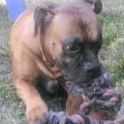 Photo de Boxer