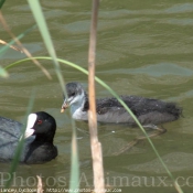 Photo de Races diffrentes