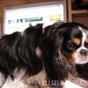 Photo de Cavalier king charles spaniel