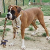 Photo de Boxer