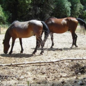 Photo de Races diffrentes