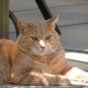 Photo de Chat domestique