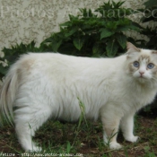 Photo de Ragdoll