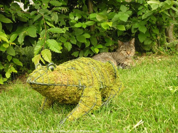 Photo de Chat domestique