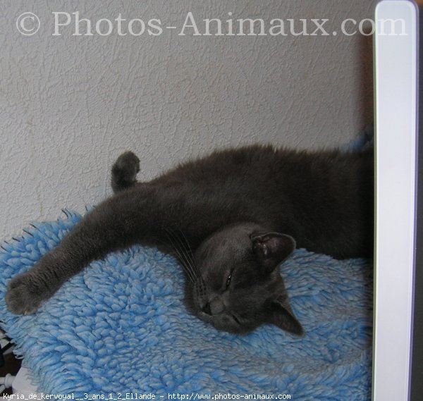 Photo de Chartreux