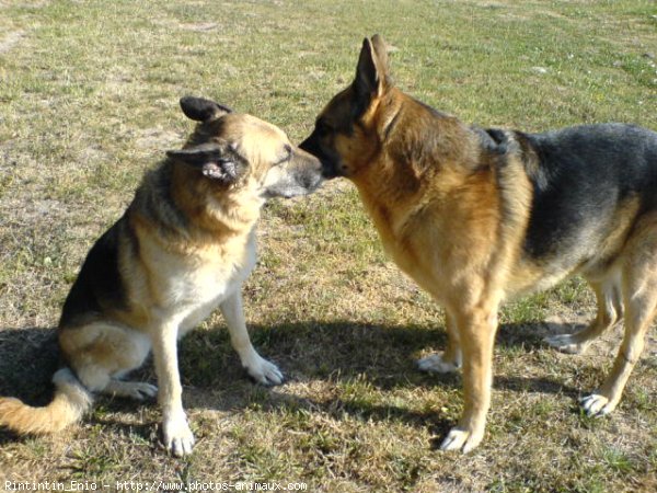 Photo de Berger allemand  poil court