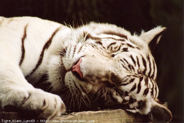 Photo de Tigre