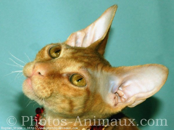 Photo de Sphynx