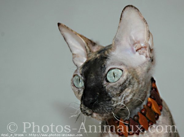 Photo de Sphynx