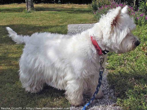 Photo de West highland white terrier