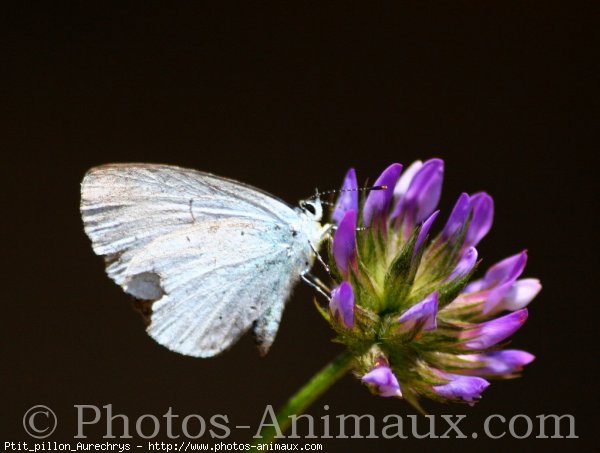 Photo de Papillon