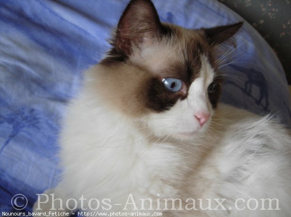 Photo de Ragdoll