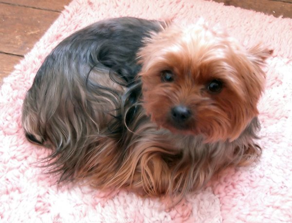 Photo de Yorkshire terrier