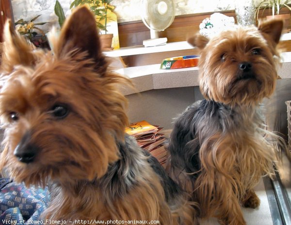 Photo de Yorkshire terrier