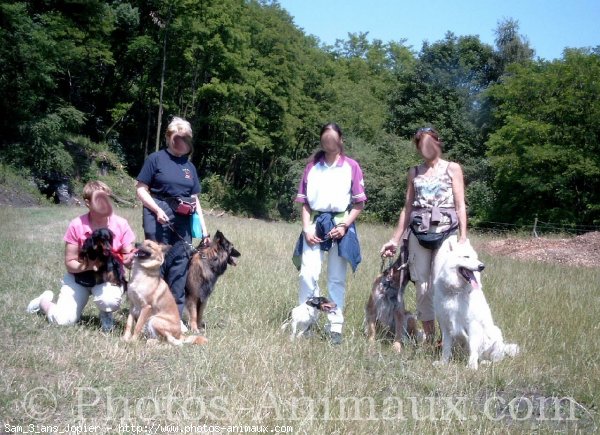 Photo de Berger blanc suisse