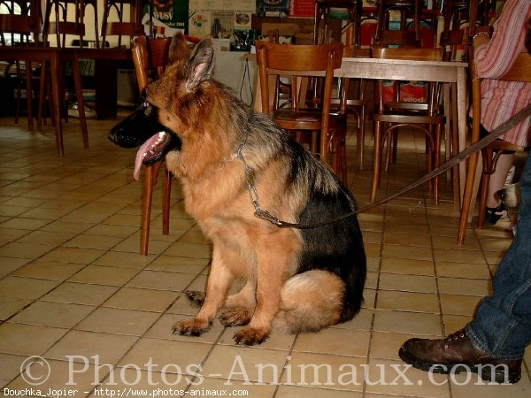 Photo de Berger allemand  poil court