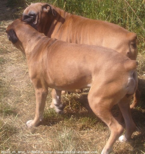 Photo de Boxer