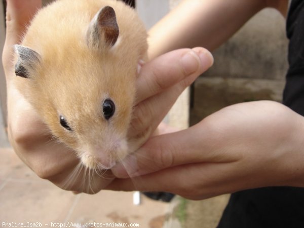 Photo de Hamster