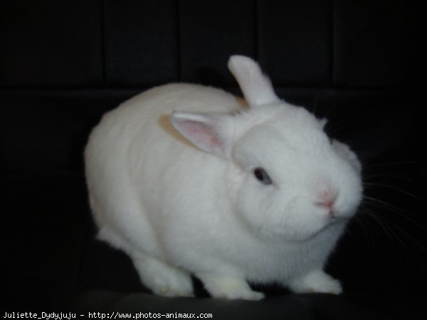 Photo de Lapin