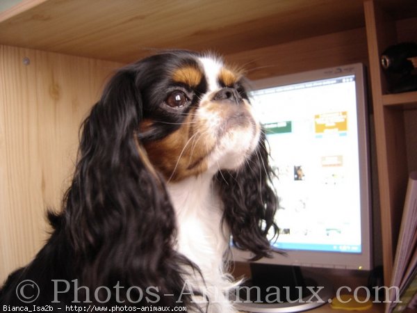 Photo de Cavalier king charles spaniel